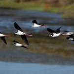 Black-necked Stilt in Flight