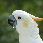 Yellow-crested cockatoo (Cacatua sulphurea) / Cacato&egrave;s &agrave; huppe jaune ou le Cacato&egrave;s &agrave; huppe soufr&eacute;e
