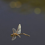 Tau Emerald: Soldiering on . . .