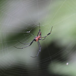 Golden Silk Orb-Weaver (Nephila sp)