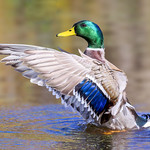 Mallard in Autumn