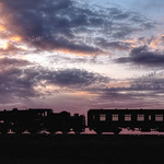 PIG IN THE AFTERGLOW