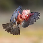 Galah (Eolophus roseicapilla)