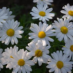 Chamomiles are earthly love's healing cuties!