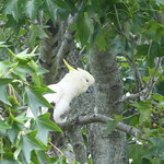 Raise your zygodactyl foot and say "I do" :) / Levez votre patte zygodactyle et dites ''Je le veux" :)