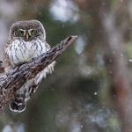 eyes in the woods - Glaucidium passerinum autumn miniature