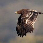 A Greater Spotted Eagle in flight over the hunting grounds