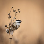 Black-capped Chickadee (Poecile atricapillus)