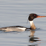Harle hupp&eacute; / Red-breasted Merganser / (Mergus serrator)