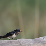 Swallow