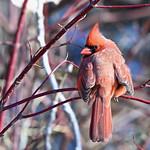 CARDINAL, ACA PHOTO
