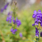 Austria / Carinthia / High Tauern National Park - Leiter Valley