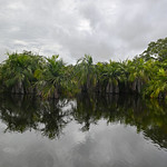 Enchanted Forest Reflections &ndash; Alter do Ch&atilde;o, Brazil DSC_2282