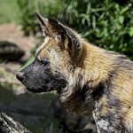 African Wild Dog