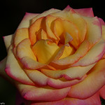 I use various types of cameras and photograph anything, anytime. It could be something modern or an ancient rock....