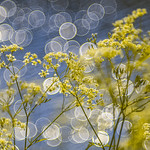 Every shine is a bokeh dream