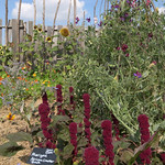 sissinghurst castle gardens