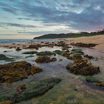 seeing the seeweed near the sea