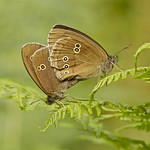 RINGLET