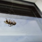 Window Web (Explored)