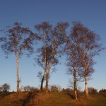 Five Trees