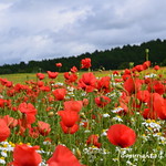 Poppy Fields of England