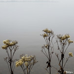 Waiting for winter - Attendre l'hiver