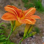 An orange day lily, Hemerocallis fulva