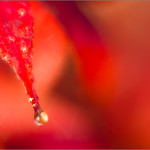 Red Leaves and Droplets 2