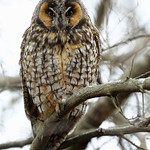 Long-eared Owl 2