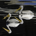 White Pelican Distortions