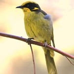 Helmeted Honeyeater