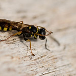 Field-digger Wasp.