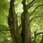 Beech sentinel