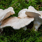 Wood Hedgehog (Hydnum repandum)