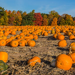 Pumpkins anyone?