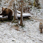 Brown Bear vs Gray Wolf