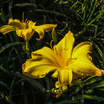 Last Lily of the Day 28