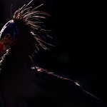 Waldrapp, Ibis, Geronticus eremita