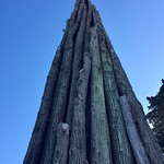 "Spire" Sculpture in The Presidio by Andy Goldsworthy. 97 feet tall, made from 37 logs.