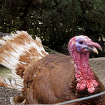 Tipico de la navidad :))))