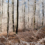 La for&ecirc;t blanche