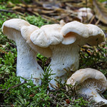 Wood Hedgehog (Hydnum repandum)