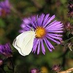 Small White Cabbage Butterfly Feasting On Wild Aster 003 - Pieris Rapae