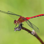 Ruby Meadowhawk (Sympetrum rubicundulum)
