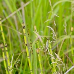 before scouring pads...