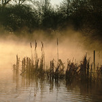 Misty morning reeds