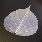 Dry Leaf