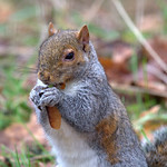Eastern Gray Squirrel