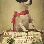 It's beginning to look a lot like Christmas